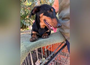 Monty, geboren 12.04.2025, 26cm sucht Dackel Zuhause