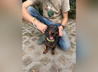 Rio, geboren 04.06.2025, 25cm sucht seine Menschen