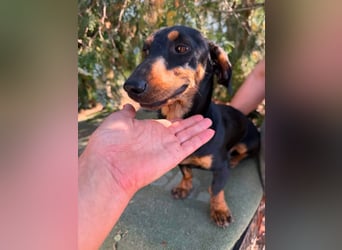 Monty, geboren 12.04.2025, 26cm sucht Dackel Zuhause