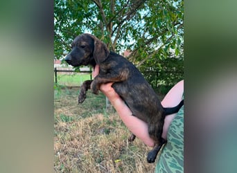 Ferrero, geboren 20.03.2026, 24cm sucht sein Plätzchen