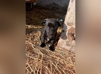 Alina, 11 Wochen sucht ihre Menschen