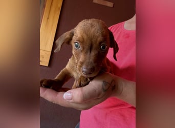 Pascal, 18.06.2026 geboren, 14cm sucht sein Körbchen