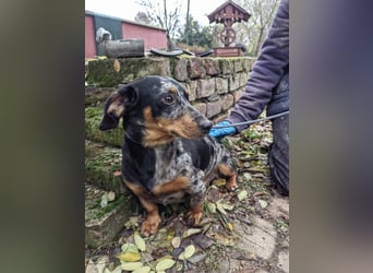 Hunor, geboren 12.06.2024, 26cm sucht seine Menschen