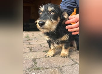 Benito, geboren 03.2025, 25cm sucht seine Menschen
