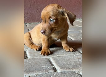 Pascal, 18.06.2026 geboren, 14cm sucht sein Körbchen