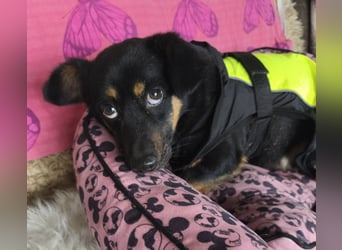 Bobi EK charmanter junger Dackelmix Rüde