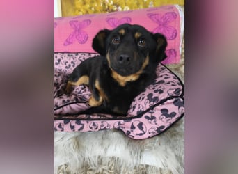 Bobi EK charmanter junger Dackelmix Rüde