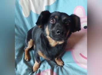 Bobi EK charmanter junger Dackelmix Rüde
