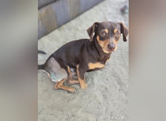 Mexi junger freundlicher Dackelmischling