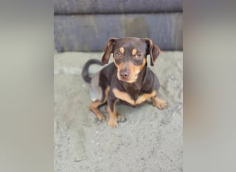 Mexi junger freundlicher Dackelmischling