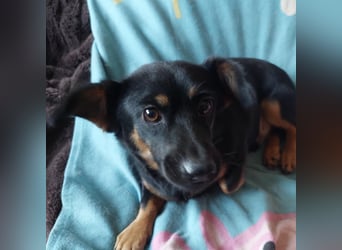 Bobi EK charmanter junger Dackelmix Rüde