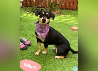 Wilma SR - lieb, aufgeschlossen