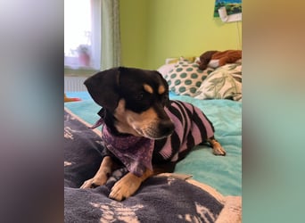 Wilma SR - lieb, aufgeschlossen