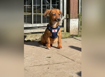 ♥EVELYN♥ neu auf Pflegestelle in Köln - niedliche, verspielte Dackel-Mix-Welpin 22cm