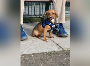 ♥EVELYN♥ neu auf Pflegestelle in Köln - niedliche, verspielte Dackel-Mix-Welpin 22cm