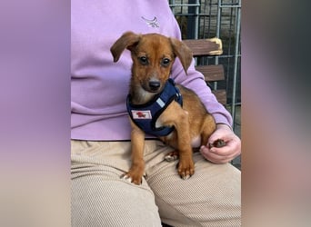 ♥EVELYN♥ neu auf Pflegestelle in Köln - niedliche, verspielte Dackel-Mix-Welpin 22cm