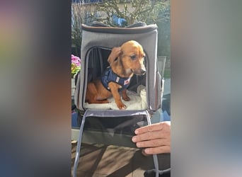 ♥EVELYN♥ neu auf Pflegestelle in Köln - niedliche, verspielte Dackel-Mix-Welpin 22cm