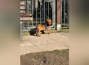 ♥EVELYN♥ neu auf Pflegestelle in Köln - niedliche, verspielte Dackel-Mix-Welpin 22cm