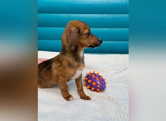 ♥EVELYN♥ neu auf Pflegestelle in Köln - niedliche, verspielte Dackel-Mix-Welpin 22cm