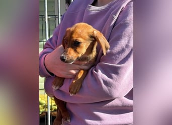 ♥EVELYN♥ neu auf Pflegestelle in Köln - niedliche, verspielte Dackel-Mix-Welpin 22cm