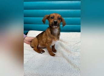 ♥EVELYN♥ neu auf Pflegestelle in Köln - niedliche, verspielte Dackel-Mix-Welpin 22cm