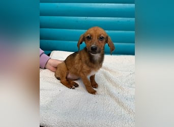 ♥EVELYN♥ neu auf Pflegestelle in Köln - niedliche, verspielte Dackel-Mix-Welpin 22cm