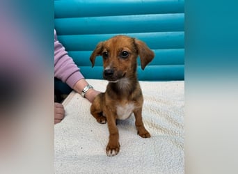 ♥EVELYN♥ neu auf Pflegestelle in Köln - niedliche, verspielte Dackel-Mix-Welpin 22cm