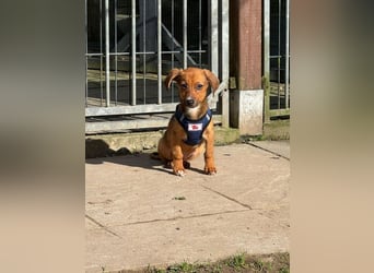 ♥EVELYN♥ neu auf Pflegestelle in Köln - niedliche, verspielte Dackel-Mix-Welpin 22cm