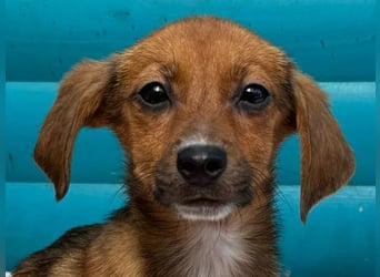 ♥EVELYN♥ neu auf Pflegestelle in Köln - niedliche, verspielte Dackel-Mix-Welpin 22cm