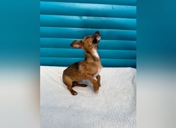 ♥EVELYN♥ neu auf Pflegestelle in Köln - niedliche, verspielte Dackel-Mix-Welpin 22cm