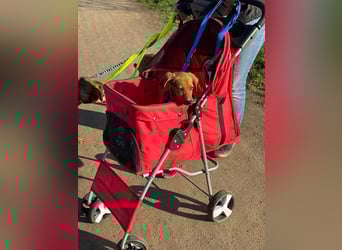 ♥EVELYN♥ neu auf Pflegestelle in Köln - niedliche, verspielte Dackel-Mix-Welpin 22cm