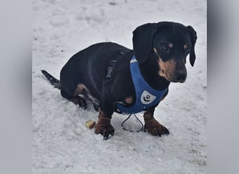 Jaherl - ein sensibler, kleiner Hundebub