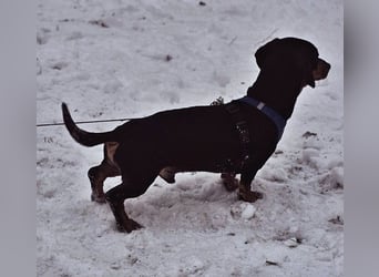 Jaherl - ein sensibler, kleiner Hundebub