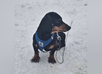 Jaherl - ein sensibler, kleiner Hundebub