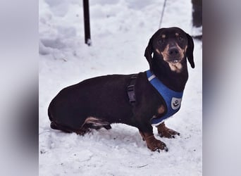 Jaherl - ein sensibler, kleiner Hundebub