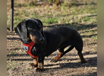 Elfriede sucht ein aktives Zuhause