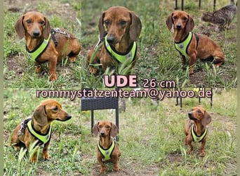 Ude ist sensibel, lebhaft und aktiv