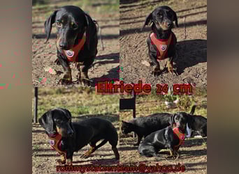 Elfriede sucht ein aktives Zuhause