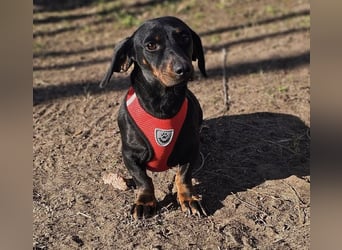 Elfriede sucht ein aktives Zuhause