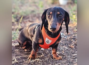 Ännchen ist ein Energiebündel und immer fröhlich