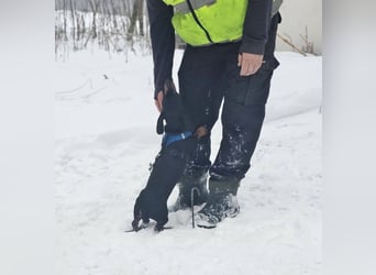 Jaherl - ein sensibler, kleiner Hundebub