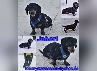 Jaherl - ein sensibler, kleiner Hundebub