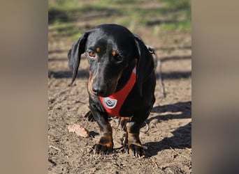 Elfriede sucht ein aktives Zuhause