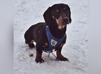 Jaherl - ein sensibler, kleiner Hundebub