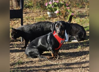 Elfriede sucht ein aktives Zuhause