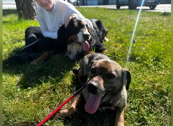 Dobby – ein fröhlicher Herzenshund sucht sein Für-Immer-Zuhause