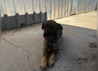 Dobby – ein fröhlicher Herzenshund sucht sein Für-Immer-Zuhause