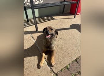 Dobby – ein fröhlicher Herzenshund sucht sein Für-Immer-Zuhause