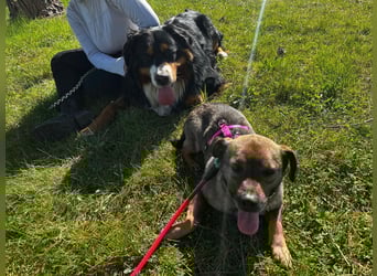 Dobby – ein fröhlicher Herzenshund sucht sein Für-Immer-Zuhause