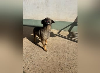 Dobby – ein fröhlicher Herzenshund sucht sein Für-Immer-Zuhause